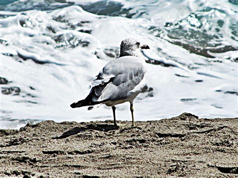 Free Images Beach Nature Sand Ocean Bird Seabird Wildlife