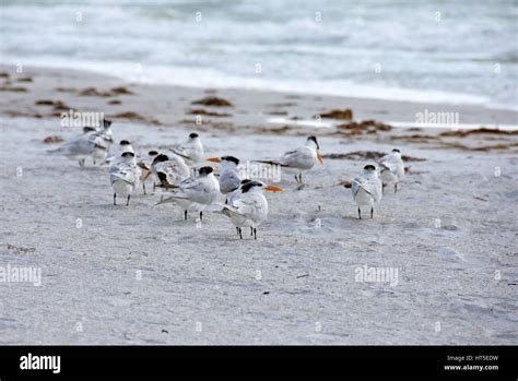 Flock Of Royal Terns On Florida Beach Stock Photo Alamy