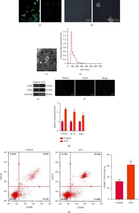 Cd44 Cd133 Cells Miltenyi Biotec Bioz