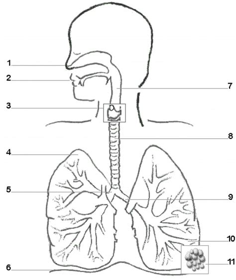 Human Respiratory System Diagram Black And White