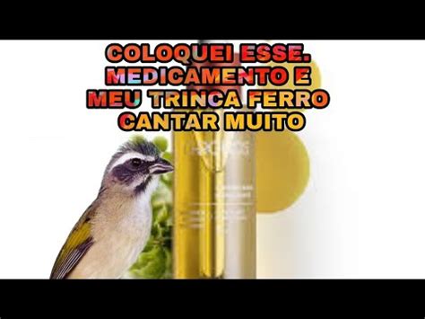 Revitalizante Para Trinca Ferro Cantar Muito Como Fazer Seu Trinca