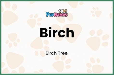 Birch Nombre De Perro Significado Y Popularidad PupNames