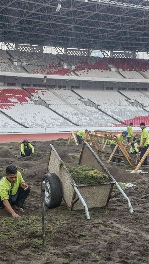 Potret Rumput Stadion Gbk Ditanam Manual Coach Justin Ini Bukan Sawah