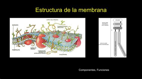 11211 Permeabilidad De Membrana 2023pdf