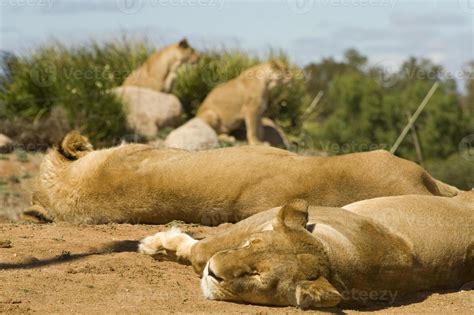 Top Imagen Manada De Leones Caminando Abzlocal Mx