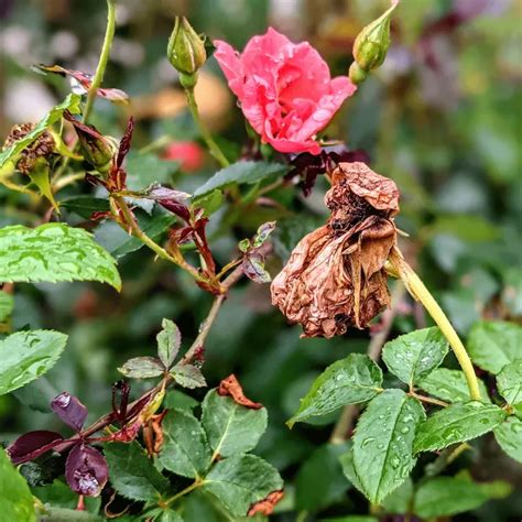 Rosen Im Herbst Schneiden So Pflegen Sie Sie Richtig