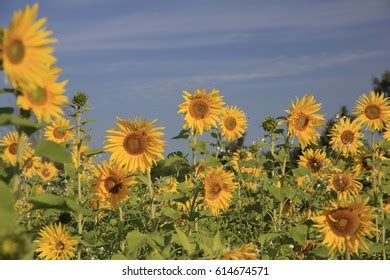 Helianthus Annuus Field Stock Photo 614674571 | Shutterstock