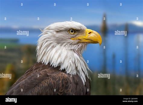 Águila calva Haliaeeeeeetus leucocephalus hembra ave de presa nativa