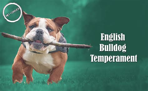 English Bulldog Breed Information, Temperament And Pictures