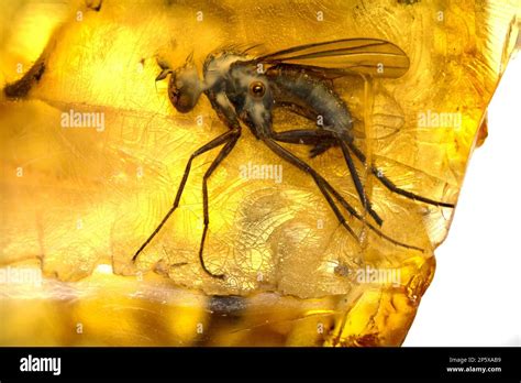 Prehistoric Fly Preserved In Baltic Amber From Lithuania Stock Photo