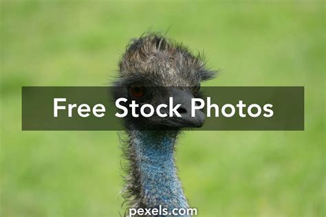 Osteichthyes Photos Download The Best Free Osteichthyes Stock Photos