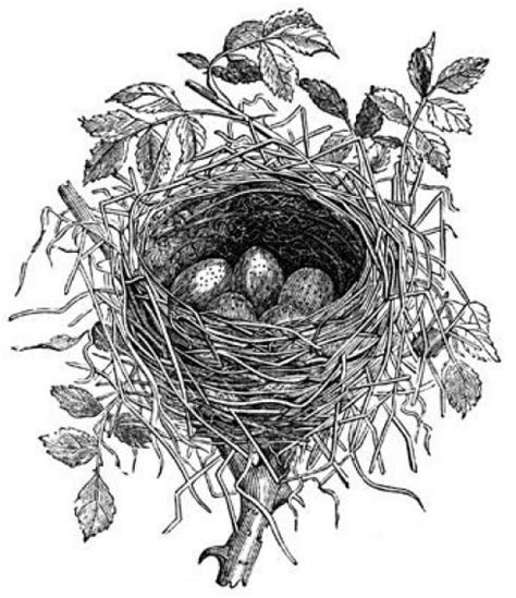 Free Printable Bird Nests Back To More Bird Nests Bird Bird