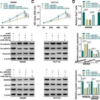 Circ Regulated Crc Cell Growth Migration Invasion Emt And