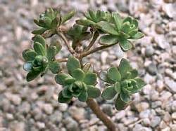 Суккулентные растения, Петр Лапшин, каталог для заказа - succulents by ...