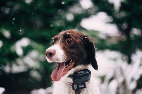 Best Wireless Dog Fence for Large Dogs 🐕 - Splendid Beast