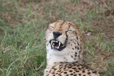 Cheetahs Funny Expression Stock Photo Download Image Now Istock