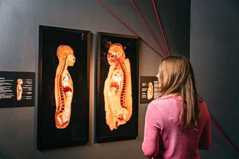 Berl N Tickets Para El Museo Body Worlds De Berl N Getyourguide