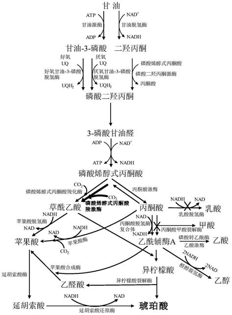 利用重组大肠杆菌以甘油为碳源发酵生产琥珀酸的方法与流程3