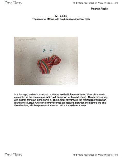 BSC 2011 Study Guide Fall 2011 Mitosis Cell Nucleus Cytokinesis