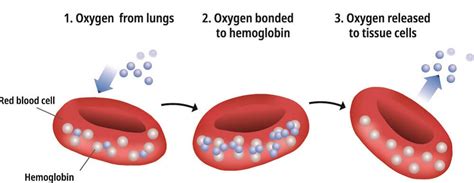 Red Blood Cells Structure