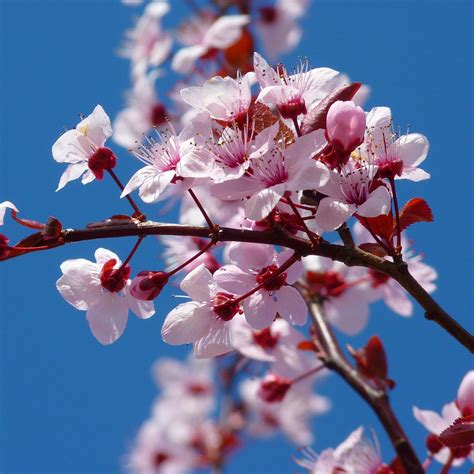 Real Cherry Blossom Tree