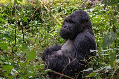 The Best Places To See Gorillas In Africa Gorilla Trekking