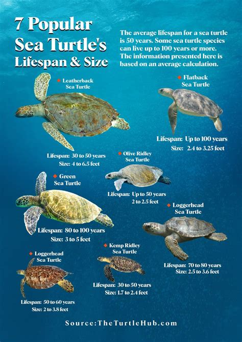 Leatherback Sea Turtle Size Comparison