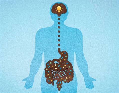 El Eje Intestino Cerebro La Integración Entre El Sistema Nervioso Central Y El Tracto