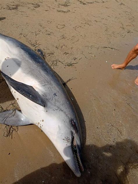 Carcassa Di Delfino Ritrovata Sulla Spiaggia A Rio Vivo Fatale Una