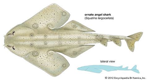 Angel Shark Habitat Diet And Size Britannica