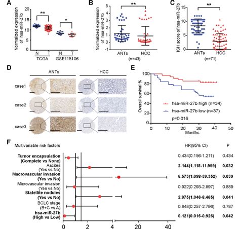 Hsa Mir 27b Is Downregulated In Hcc Specimens And Low Expression Of