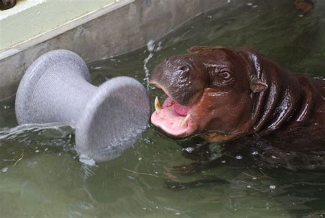 Pygmy Hippopotamus Playing A Pygmy Hippo Hexaprotodon Lib Flickr