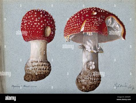 The Fly Agaric Fungus Amanita Muscaria Two Fruiting Bodies