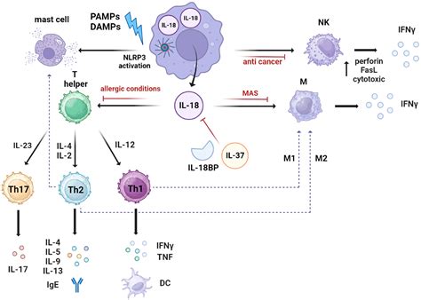 IJMS Free Full Text IL 18 In Autoinflammatory Diseases Focus On