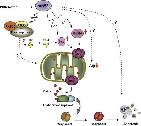 Model For PRIMA 1MET Induced Apoptotic Signaling Pathways PRIMA 1MET