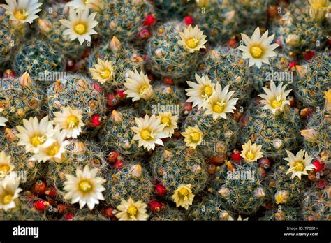 Mammillaria Prolifera Con Flores Amarillas De Plantas Suculentas Del