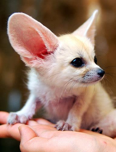 Fennec Fox Kit For Saleid9772843 Product Details View Fennec Fox