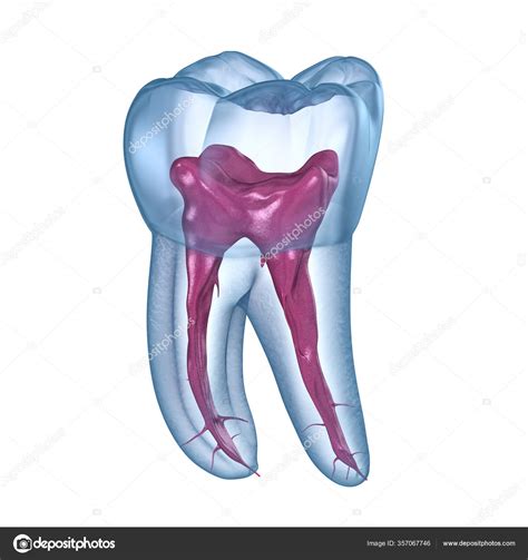 Dental Root Anatomy First Maxillary Molar Tooth Medically Accurate