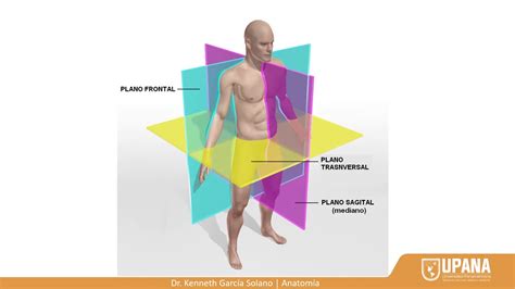 Anatomía y Fisiología Sesión 2 Anatomía topográfica YouTube