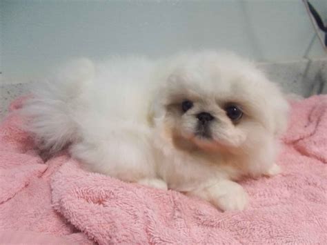 Pekingese Peke Puppies For Sale