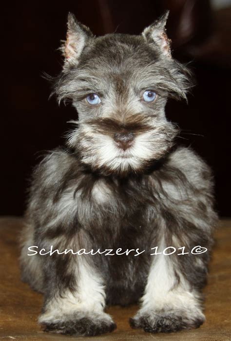 Pin On Schnauzers Blue Eyes