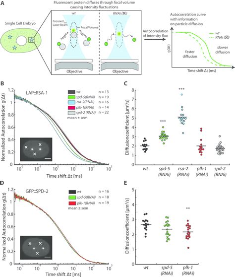 Fluorescence Correlation Spectroscopy Reveals Cytoplasmic Interactions Download Scientific