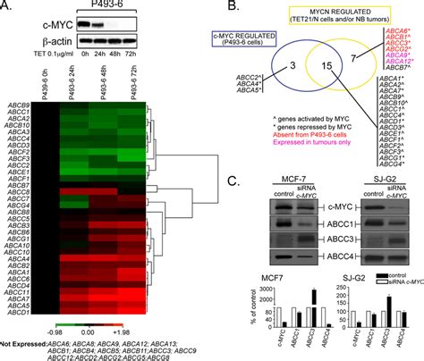 C MYC Can Also Regulate Transcription Of A Large Set Of ABC Transporter