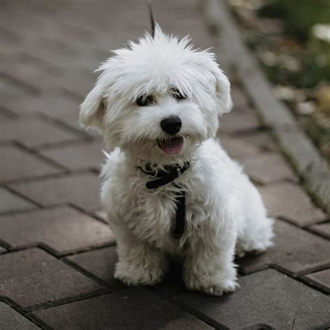 Are Bichon frise Dogs Good for Seniors?