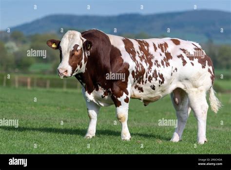 Double Muscled Cows Hi Res Stock Photography And Images Alamy