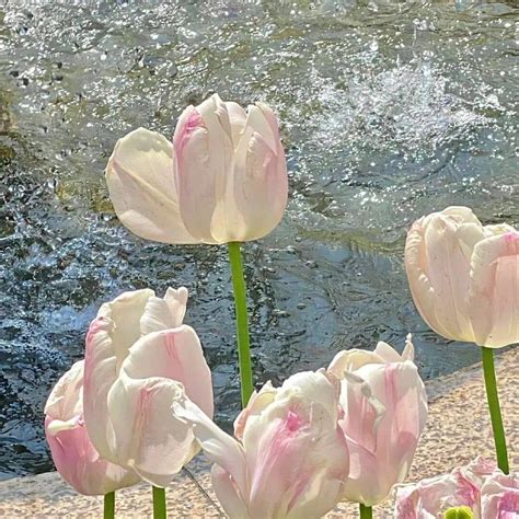 Pin By ZMN On Tulip Flower Aesthetic Pretty Flowers Nothing But Flowers