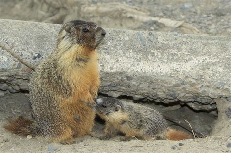 Yellow Bellied Marmot (Rock Chuck) Facts, Habitat, Diet, Pictures