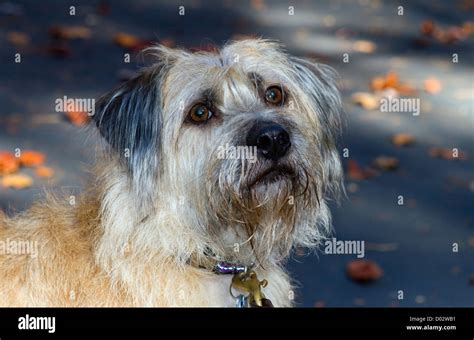 Fido dog hi-res stock photography and images - Alamy