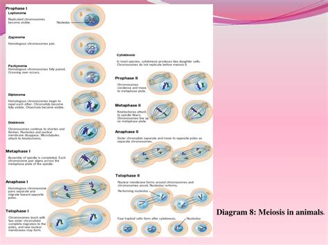 PPT - Know the stages of cellular division- mitosis and meiosis ...