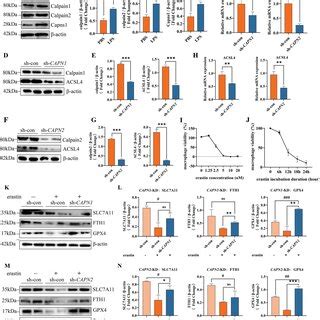 Calpain Knockdown Downregulates ACSL4 Expression And Rescues M1